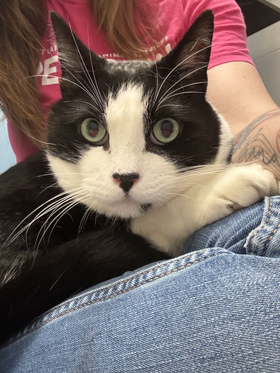 A164573 Baby Kitty is Available for Adoption!