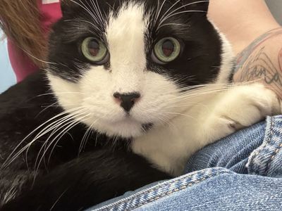 A164573 Baby Kitty is Available for Adoption!