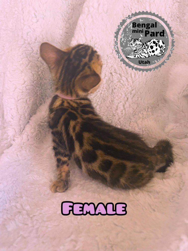 Bengal Purebred kitten