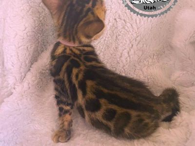 Bengal Purebred kitten