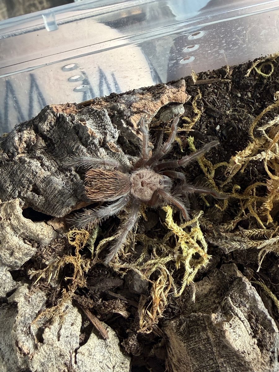Mexican Golden Red Rump