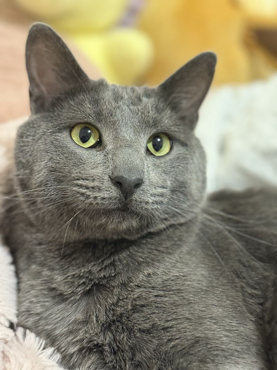 Lost gray male cat
