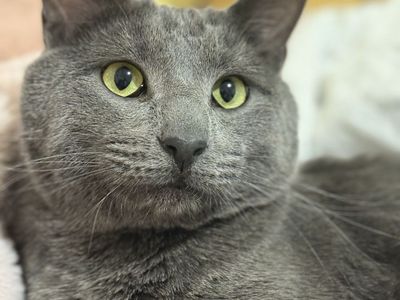 Lost gray male cat