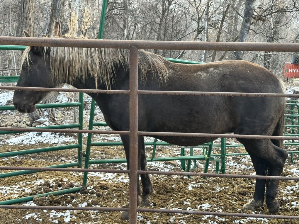 Rocky Mountain Gaited/papered Sale/trade