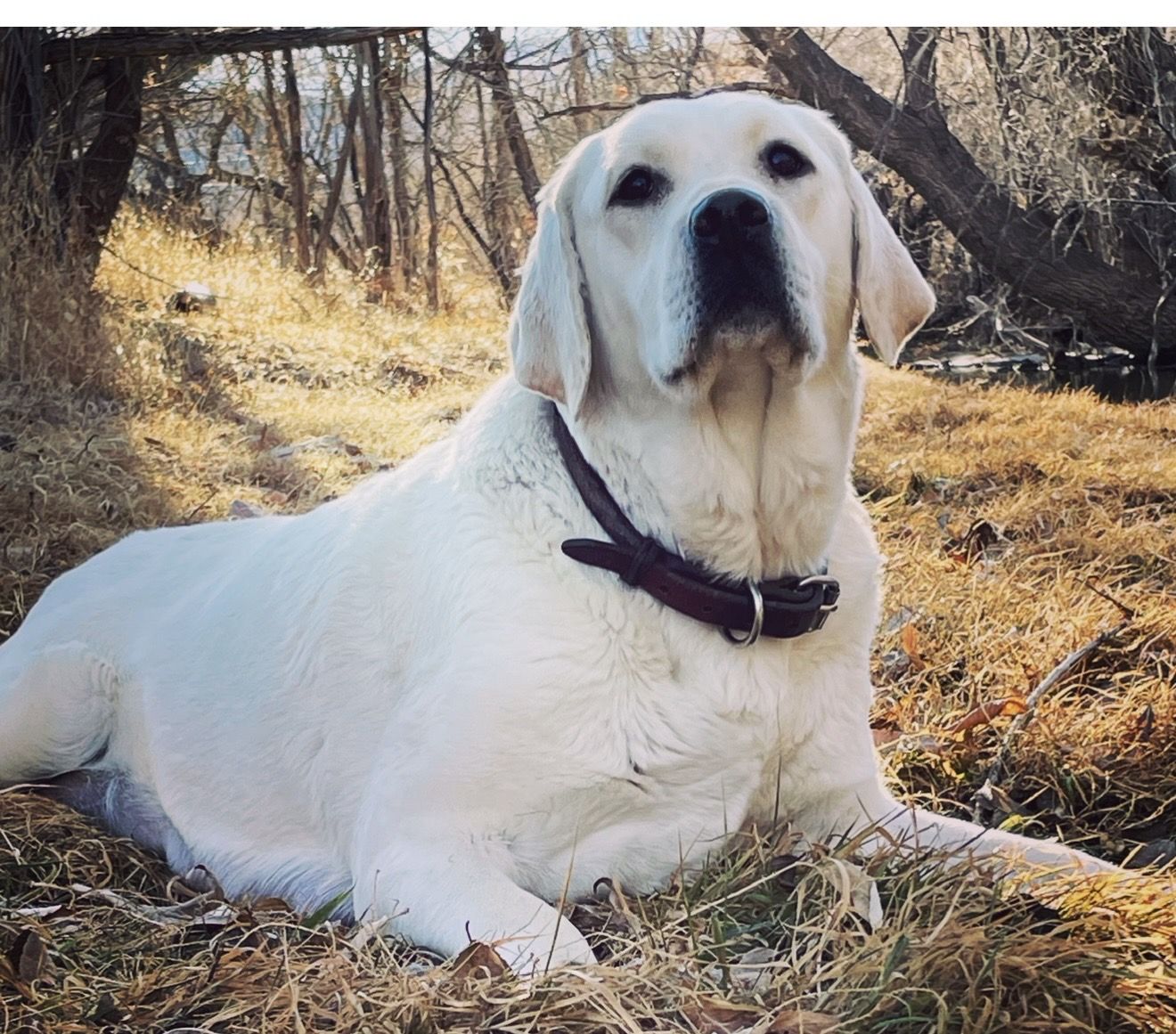 White AKC Lab Female