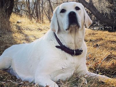 White AKC Lab Female