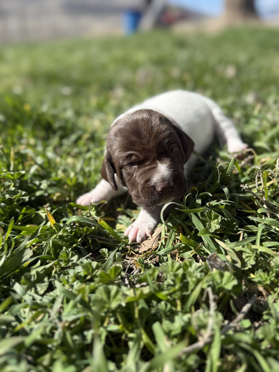 German Shorthair Pointers/Border Collies