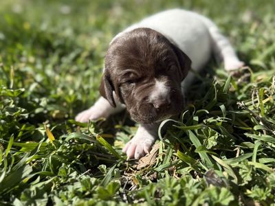 German Shorthair Pointers/Border Collies