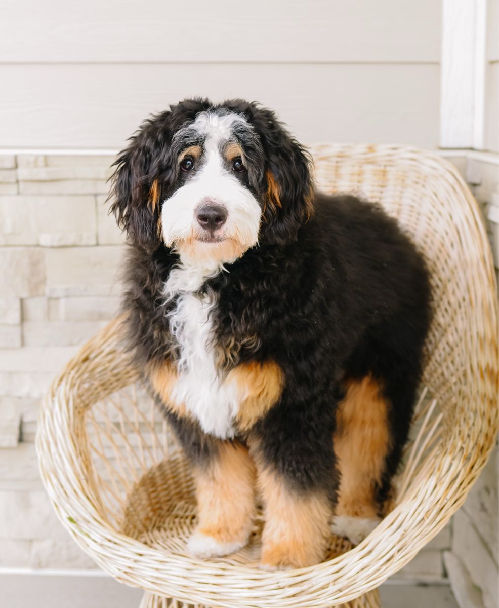 Fully Furnished Tri Color Mini Bernedoodle for stud