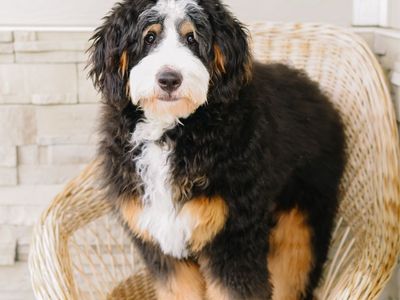 Fully Furnished Tri Color Mini Bernedoodle for stud