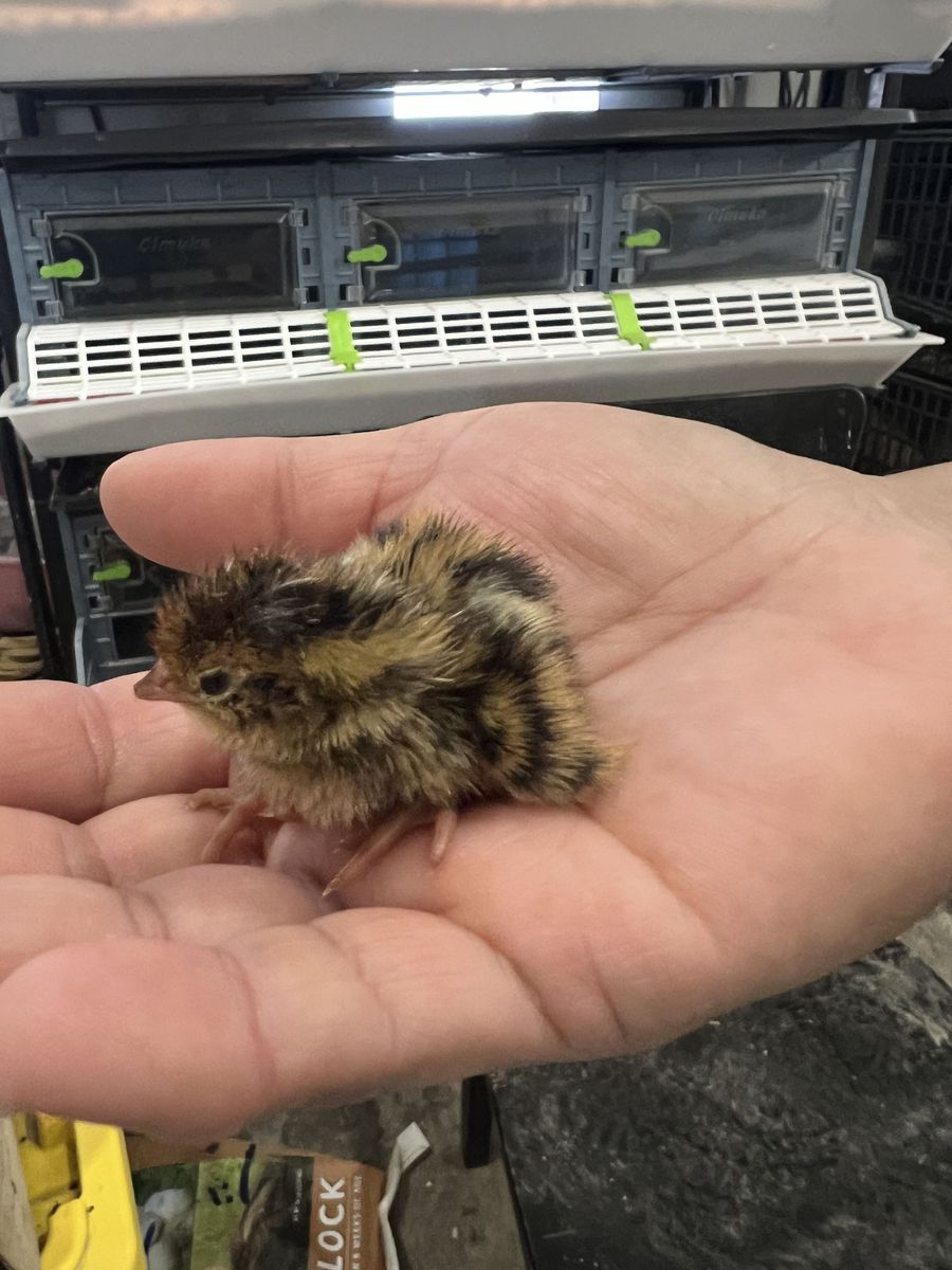 Coturnix Quail chicks