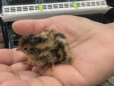 Coturnix Quail chicks