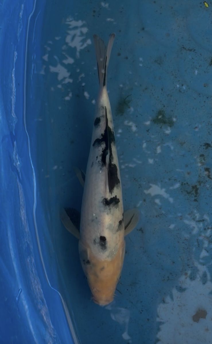 8-12” Japanese Koi Fish
