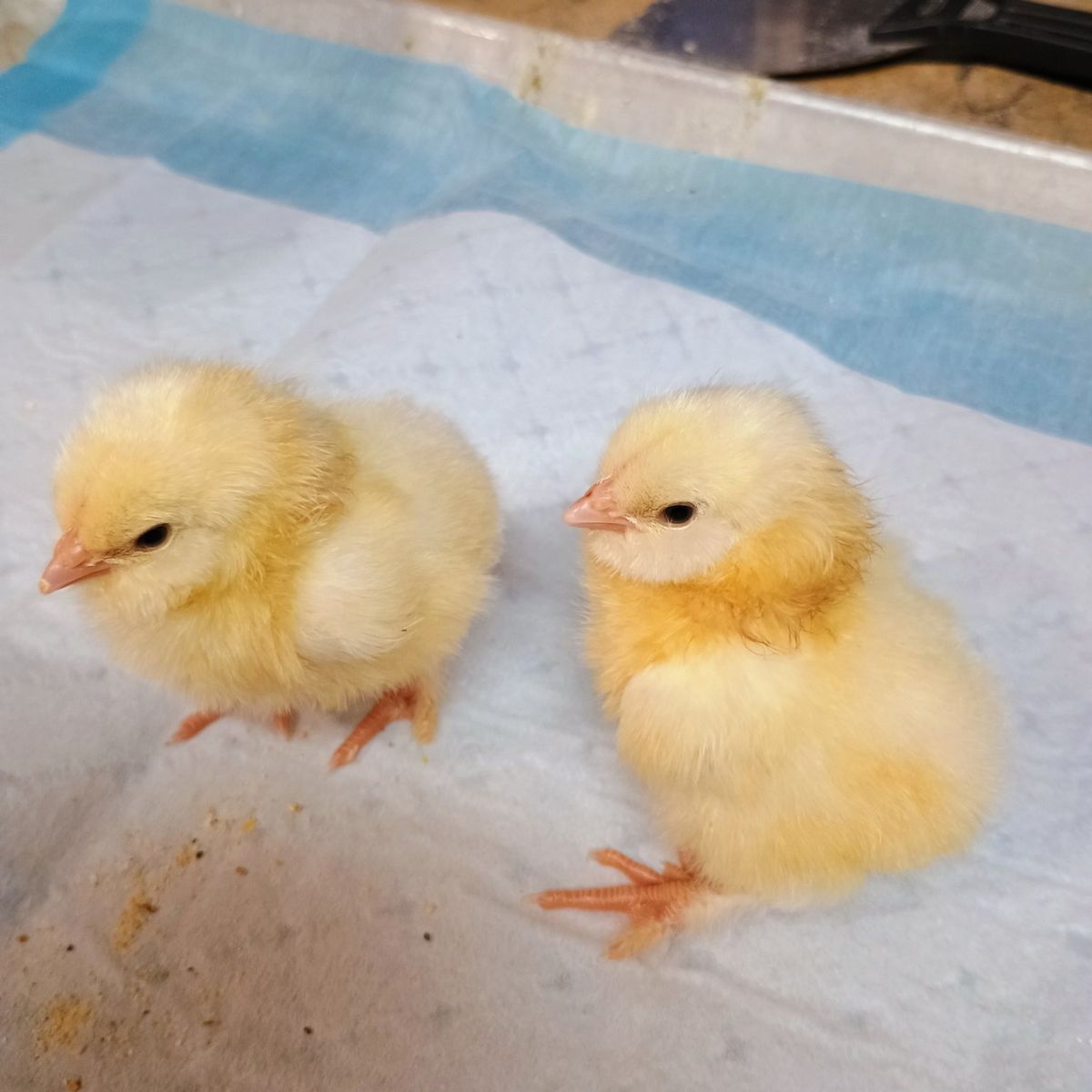 Salmon Favorelle Chicks. 1 week old.
