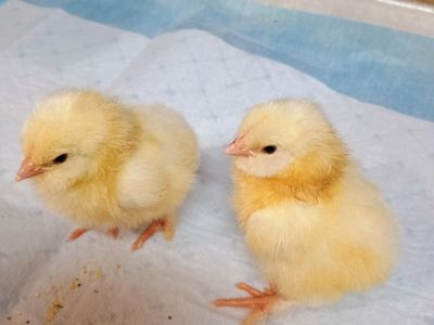 Salmon Favorelle Chicks. 1 week old.