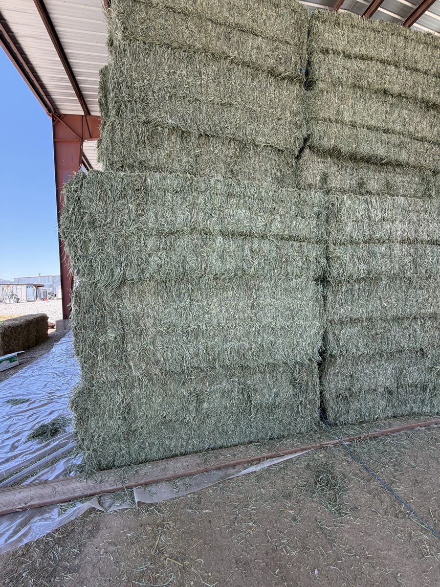 Timothy Grass Hay