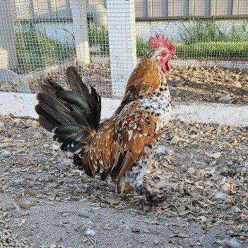 Bantams