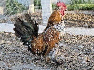 Bantams
