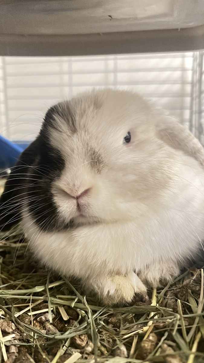 Magpie female bunny