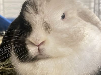Magpie female bunny