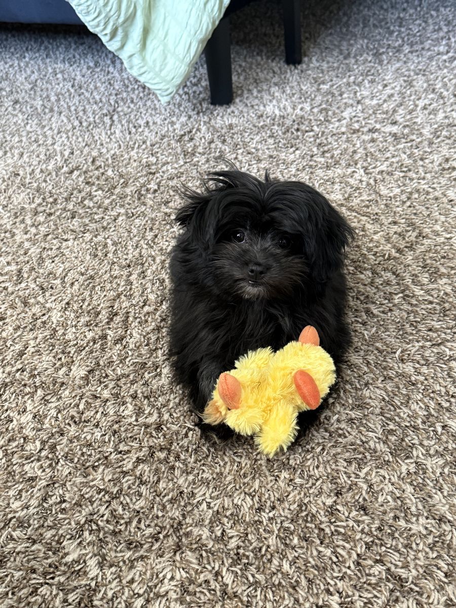 Female shihtzu/ Pomeranian mix