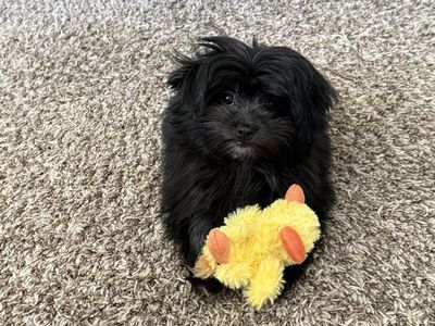 Female shihtzu/ Pomeranian mix