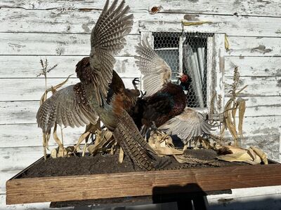 Ring Neck Rooster Pair Mount