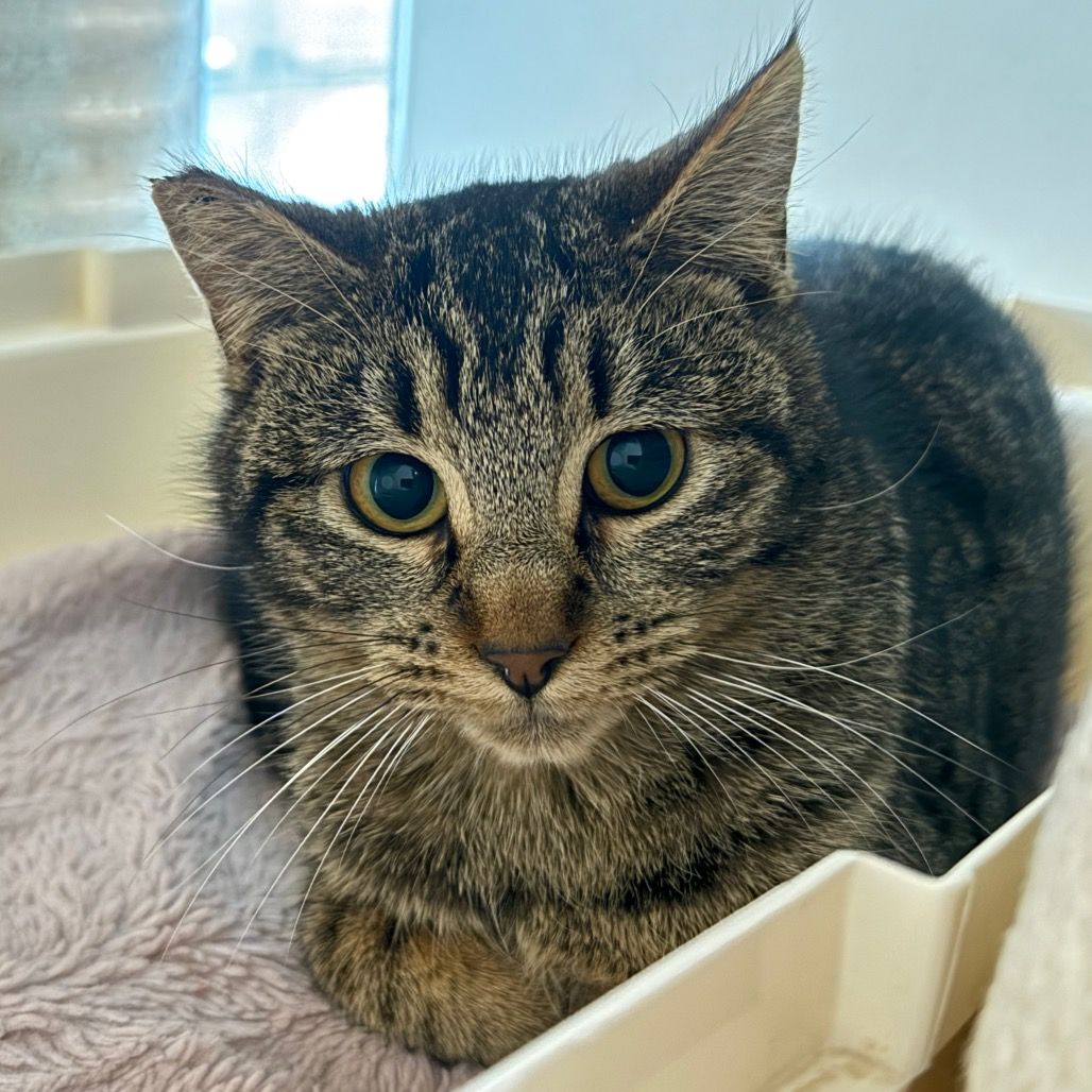 Hello my name is Letticia