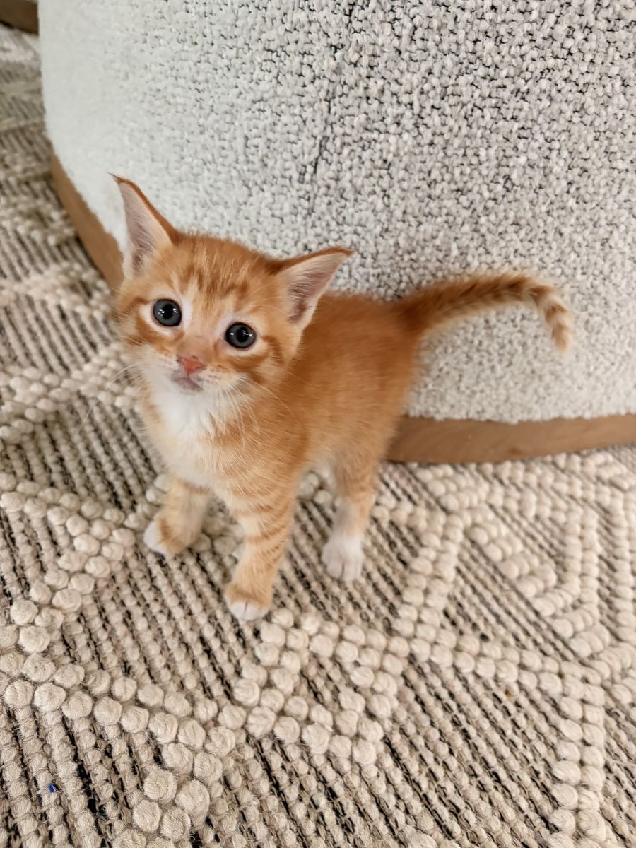 Really cute kittens