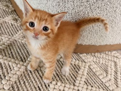 Really cute kittens