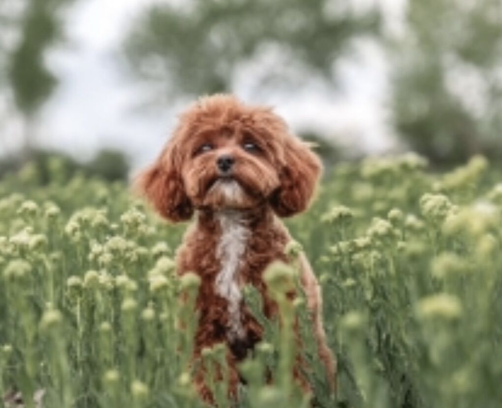 Axl 4 Lb F1b Cavapoo Stud