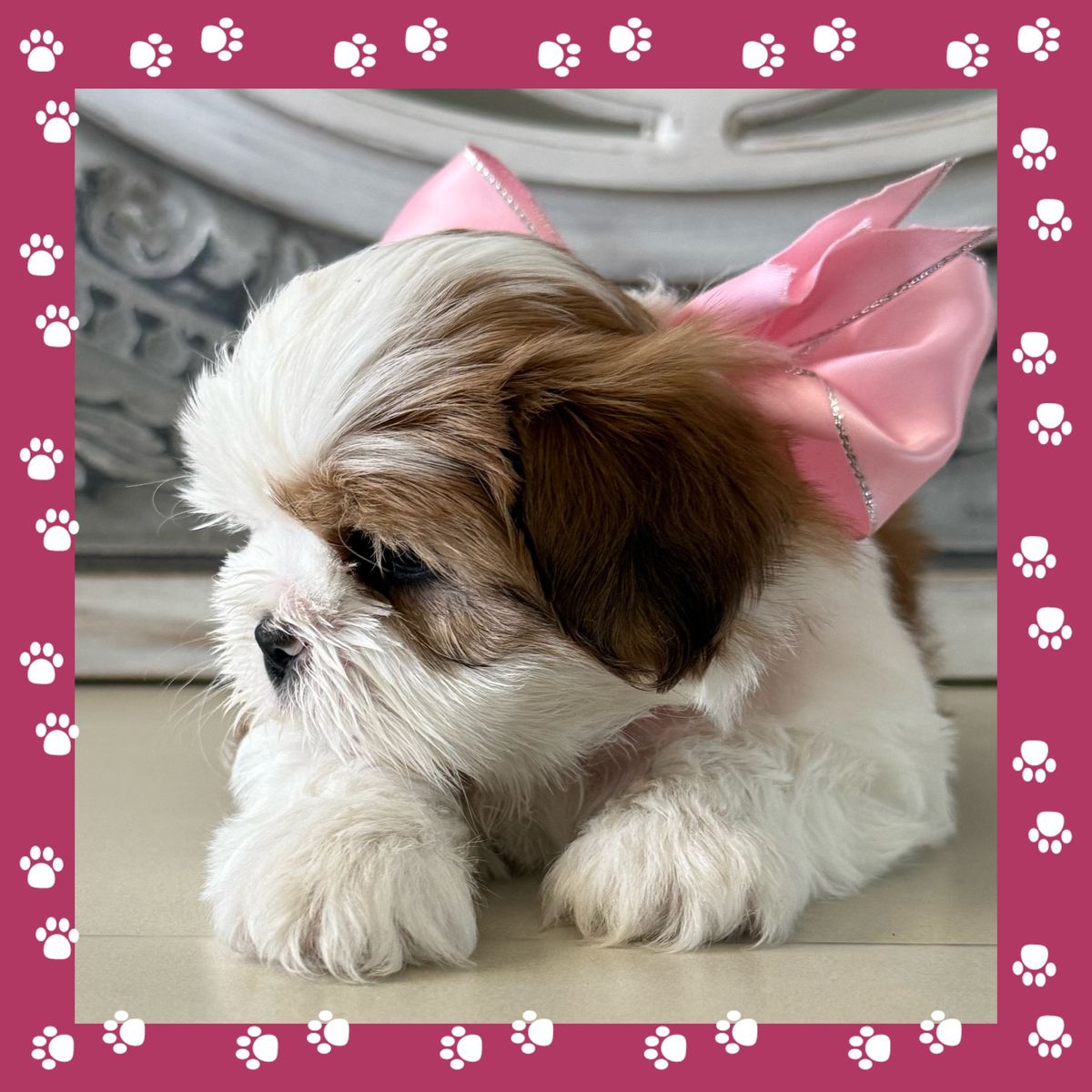 Teddie Bear Shih Tzu Puppies For Sale - ONE MORE BEAUTIFUL FEMALE LEFT