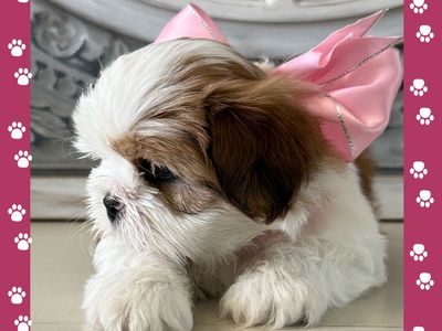 Teddie Bear Shih Tzu Puppies For Sale - ONE MORE BEAUTIFUL FEMALE LEFT