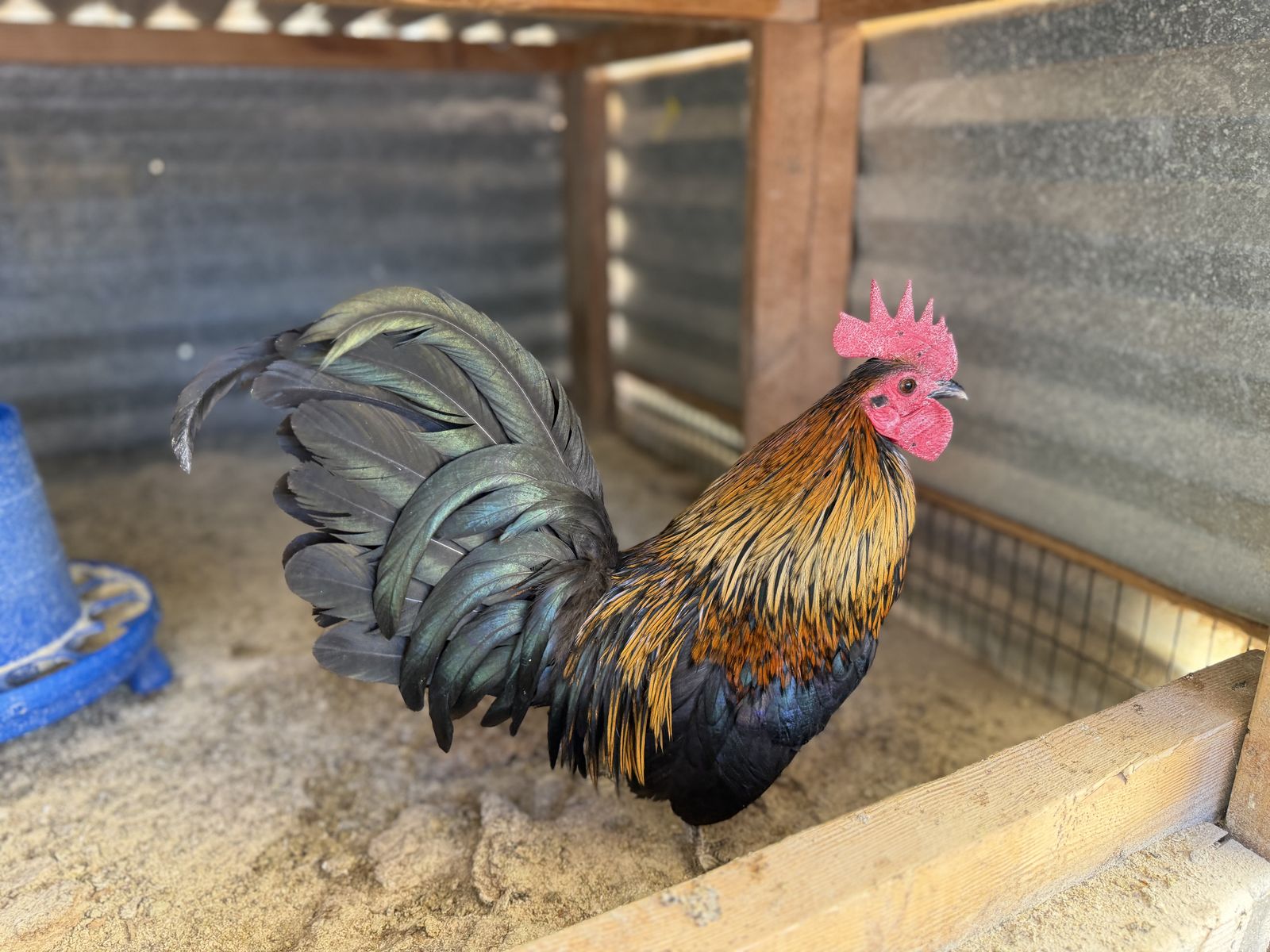 Azteca Hatching Eggs