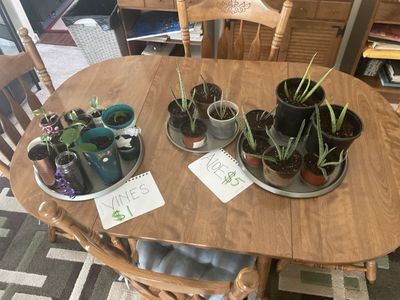 Plant starts vines and aloe