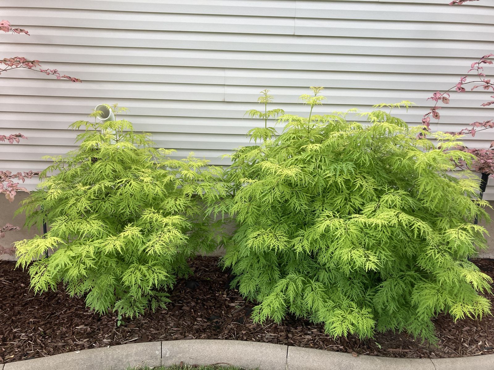 Laceleaf Elderberry Bushes Several sizes Beautiful delicate leaf, Great condition1