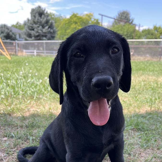 AKC Preregistered Lab puppies