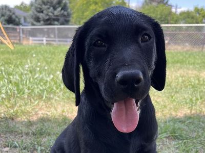 AKC Preregistered Lab puppies