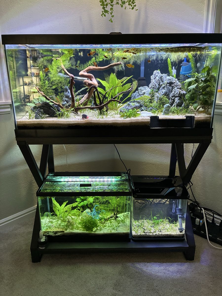 Aquarium Plants