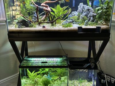 Aquarium Plants