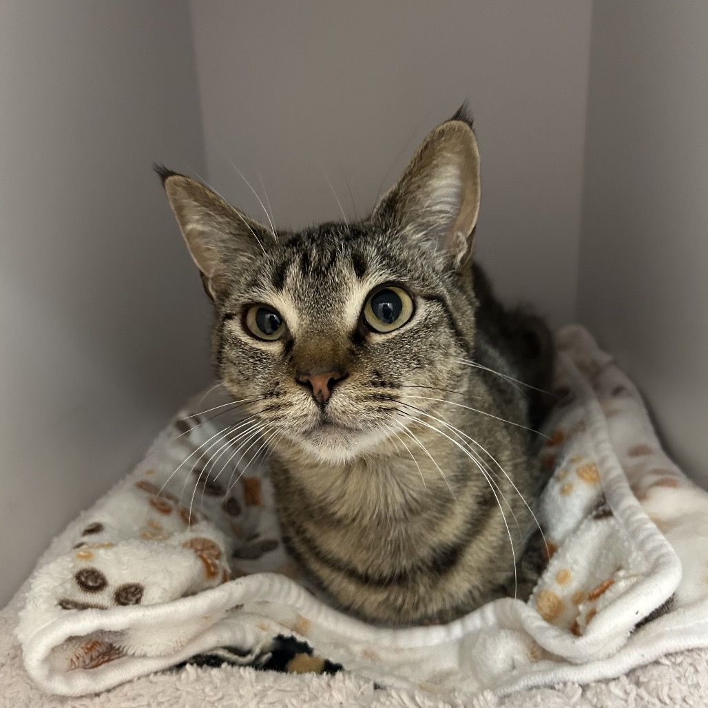 Hello my name is Sphynx