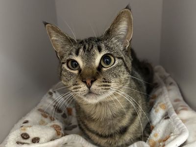 Hello my name is Sphynx