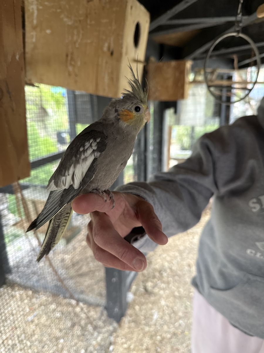 Cockatiel