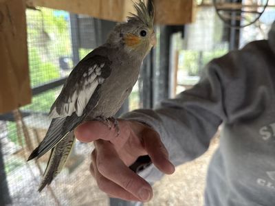 Cockatiel