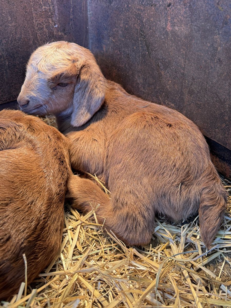 FREE Spanish bottle baby buckling goat