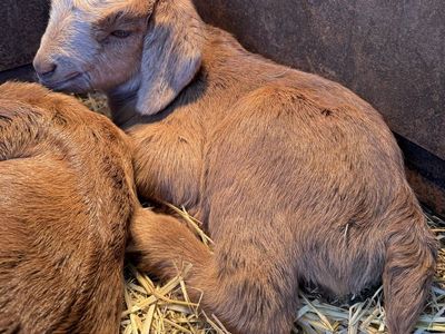 FREE Spanish bottle baby buckling goat
