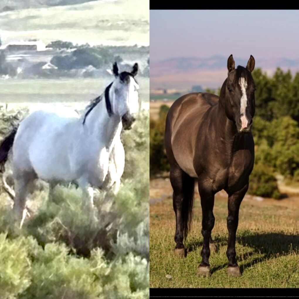 Xzara x Hesa SailIn Perty In-UteroFoal Due 4/29/26