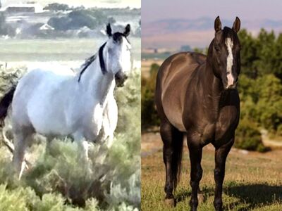 Xzara x Hesa SailIn Perty In-UteroFoal Due 4/29/26