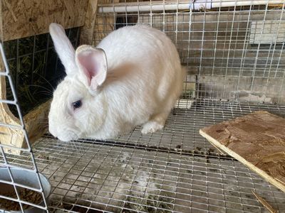 Bunnies For Sale