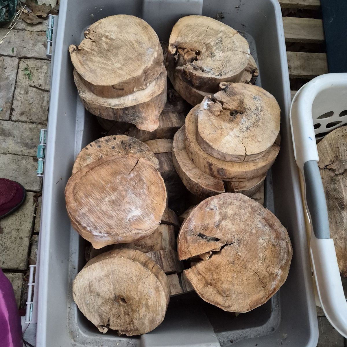 Cottonwood Wood Round Cookies, $5 each